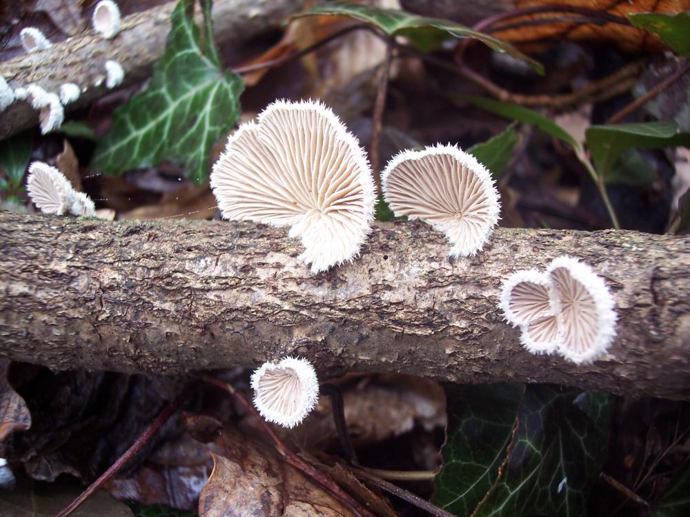 ritrovamenti invernali nel parco ticino